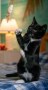 Freddy (1)9